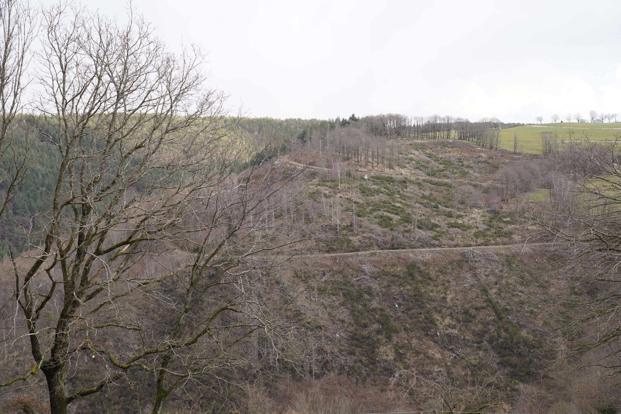 Blick über ein bewaldetes Mittelgebirgstal mit gerodeten Hangflächen